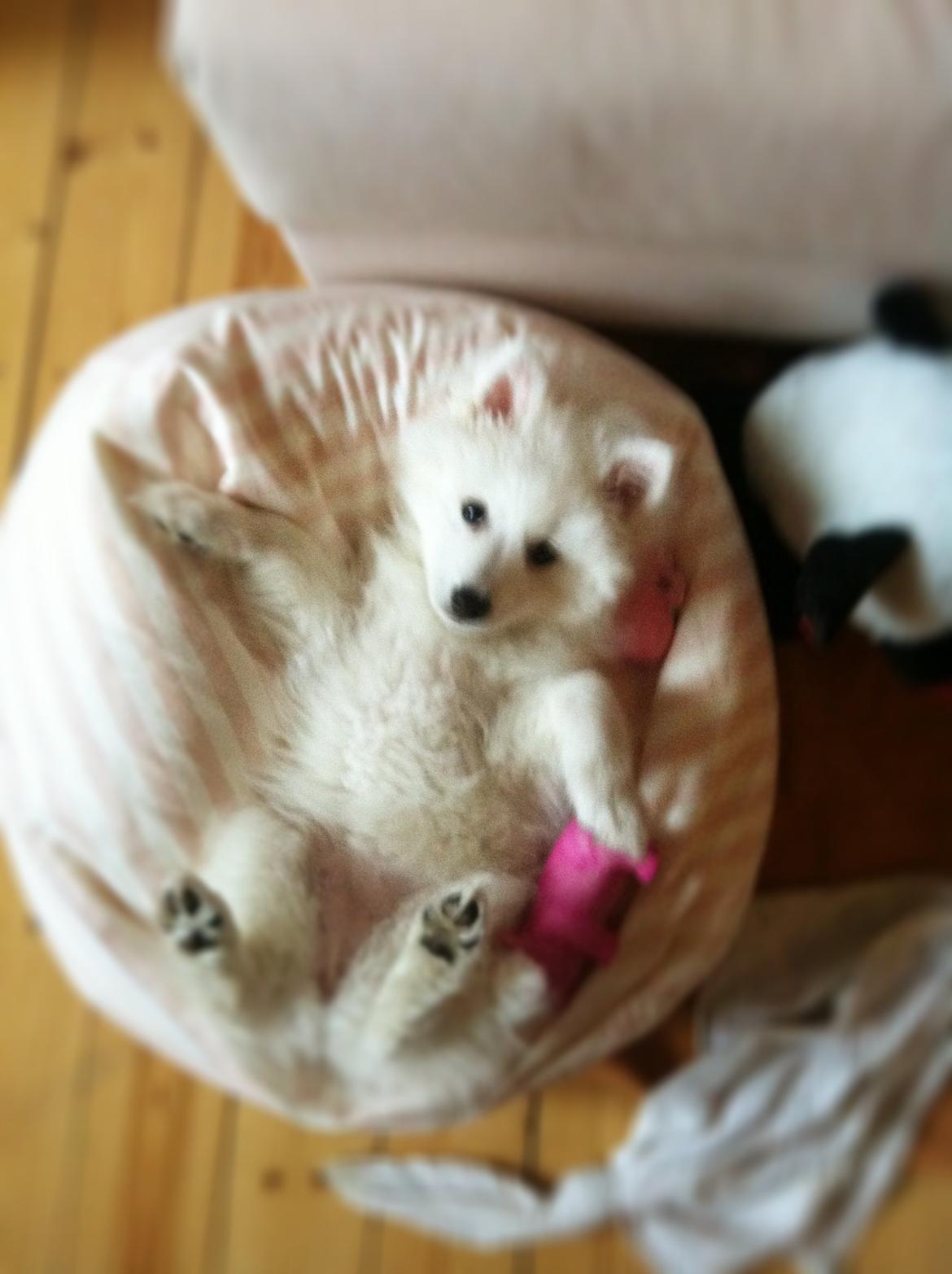 Japansk spids Sofie billede 10