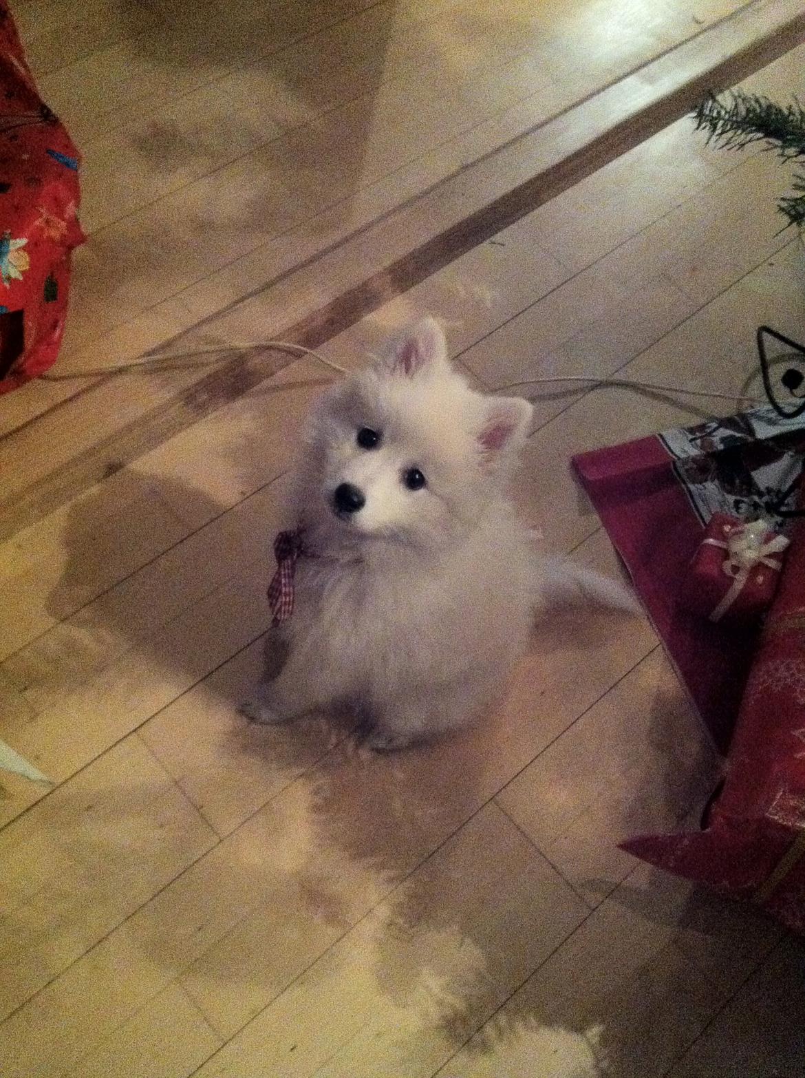 Japansk spids Sofie billede 11