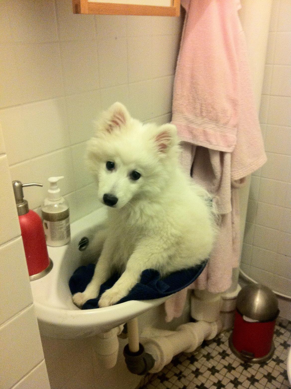 Japansk spids Sofie billede 12