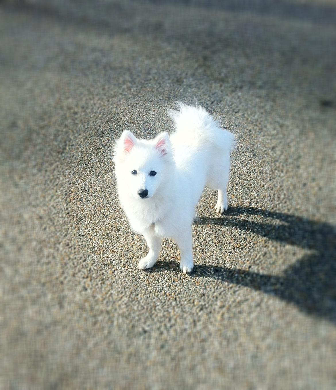 Japansk spids Sofie billede 14