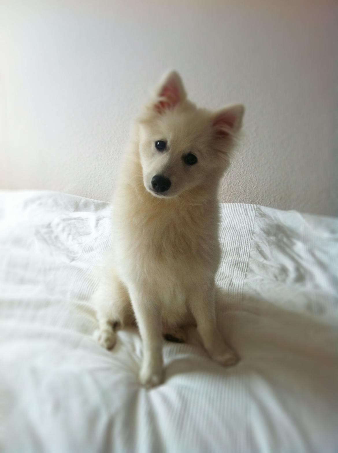 Japansk spids Sofie billede 15