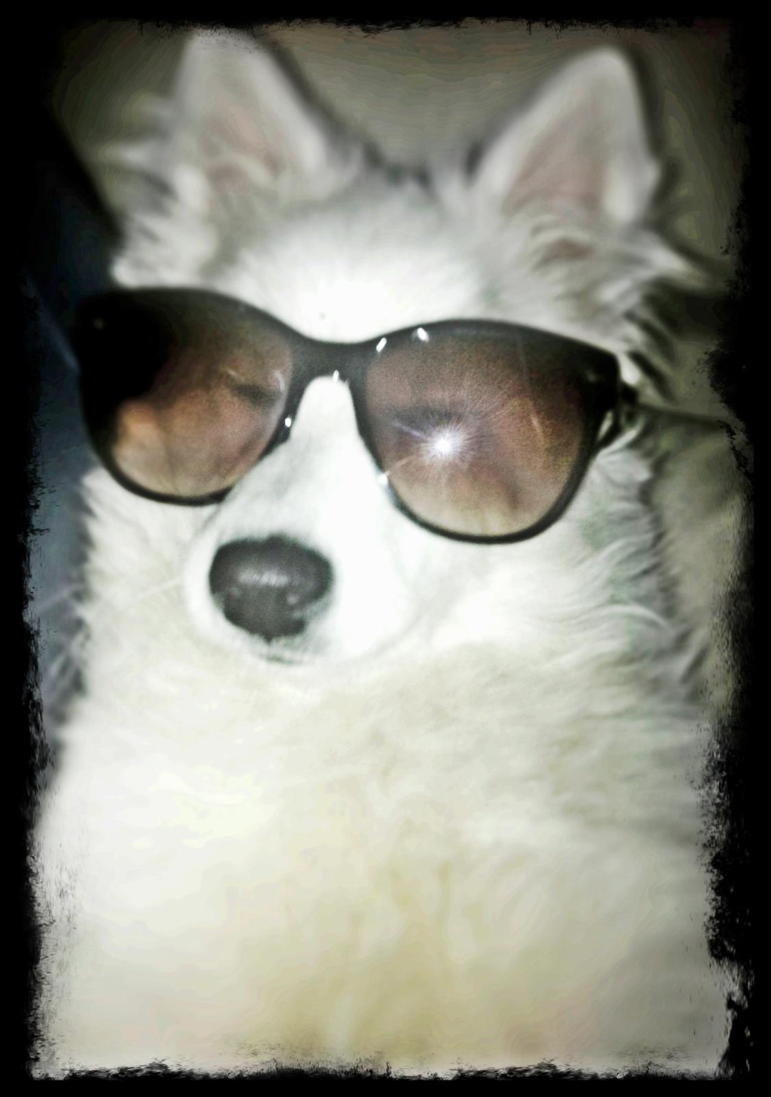 Japansk spids Sofie - 5 mdr. & virkelig sej :D billede 16