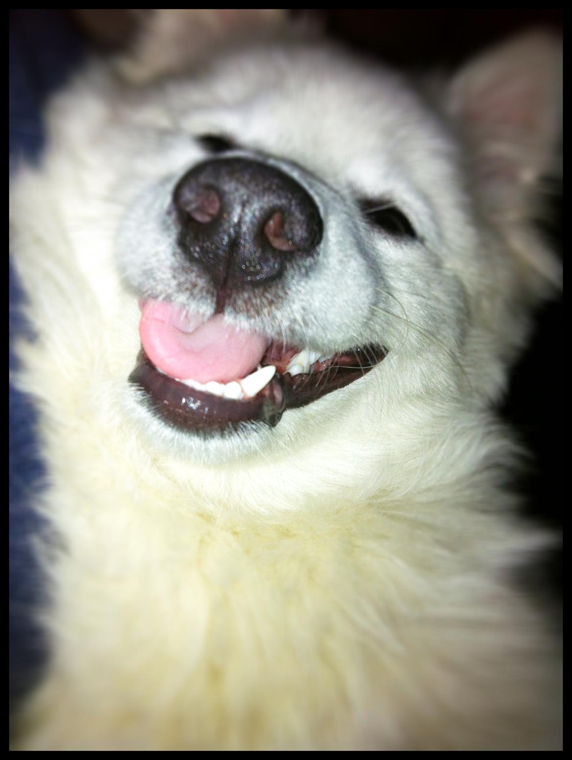 Japansk spids Sofie billede 17