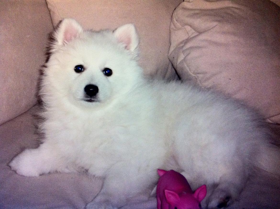 Japansk spids Sofie billede 6