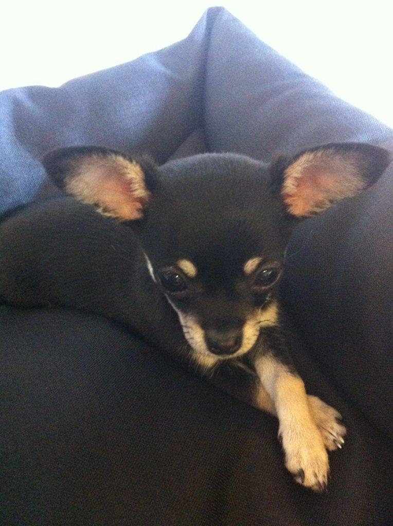 Chihuahua Sally billede 3