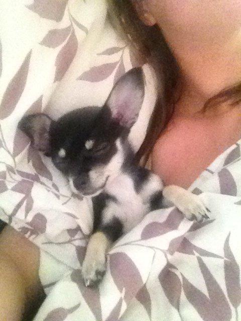 Chihuahua Sally billede 4