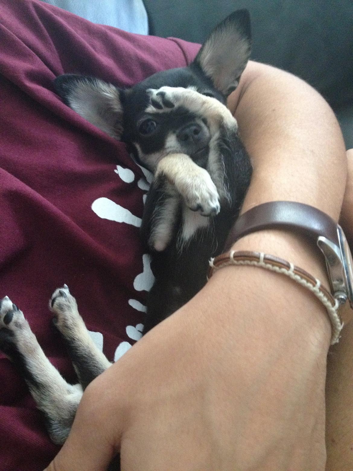 Chihuahua Sally billede 2