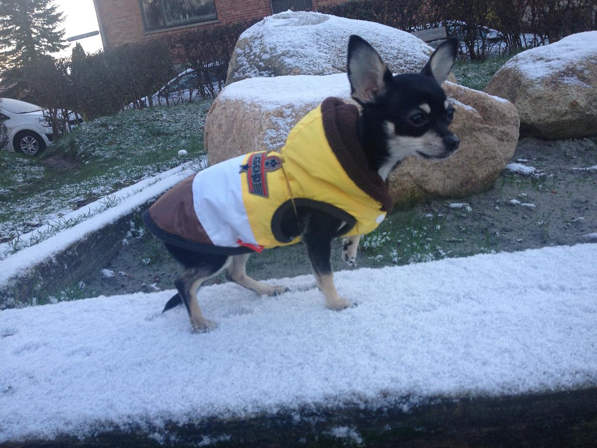 Chihuahua Sally billede 5