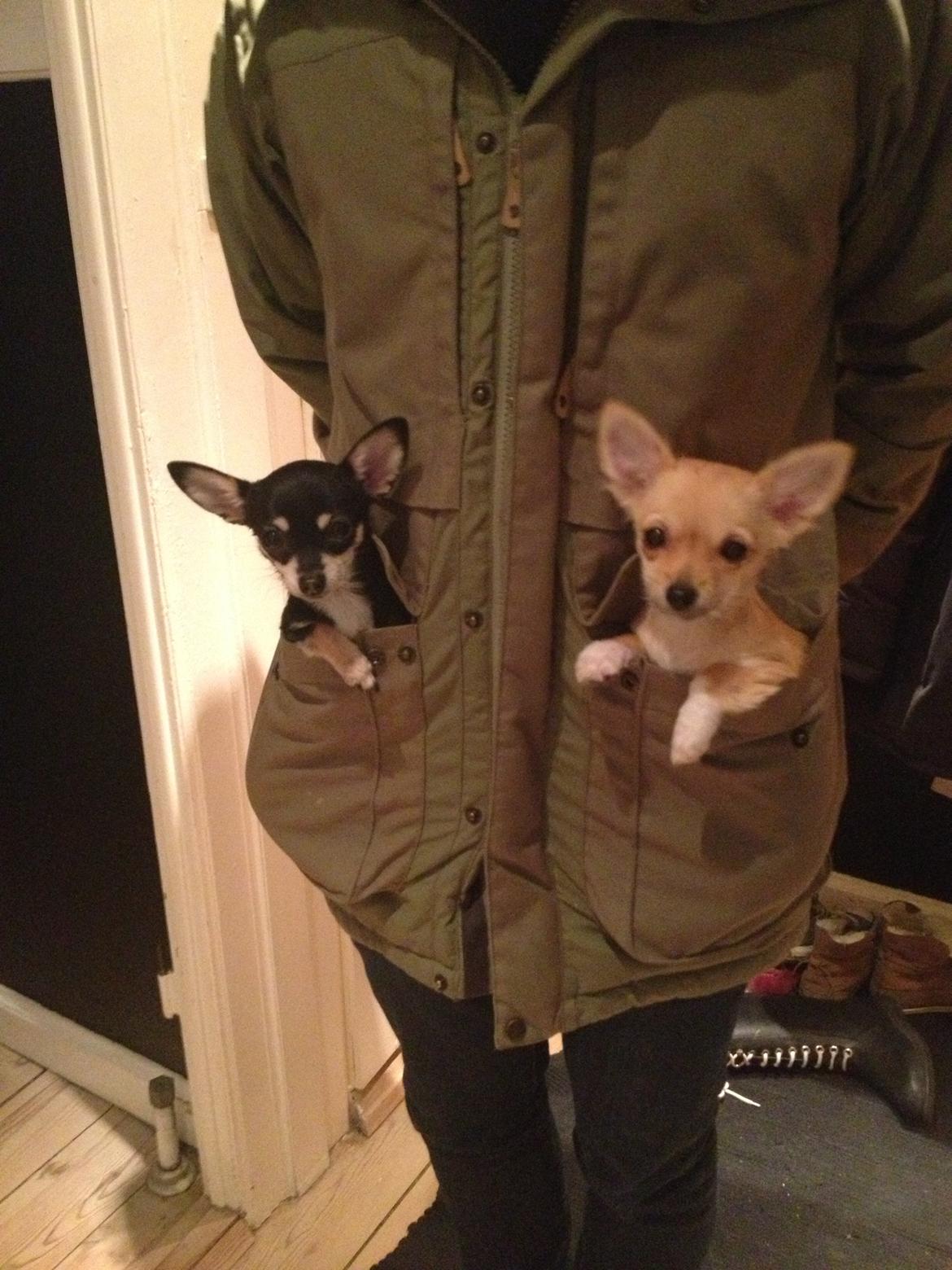 Chihuahua Sally billede 6