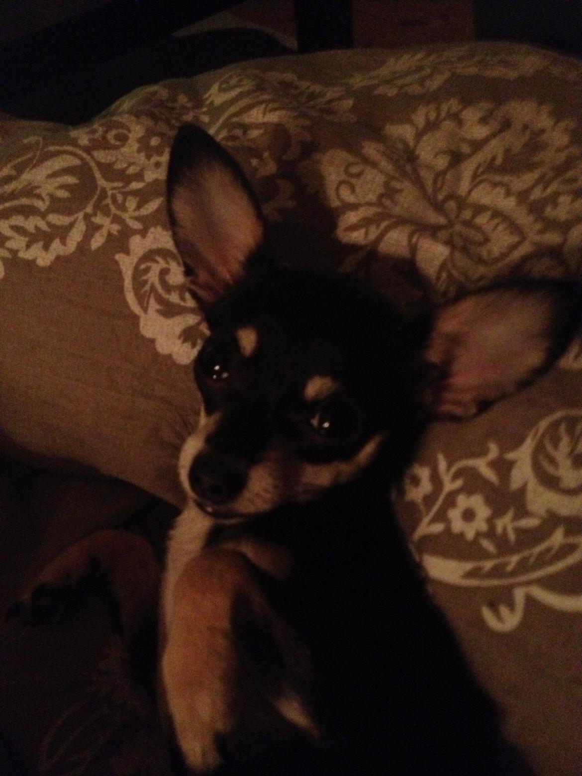 Chihuahua Sally billede 7