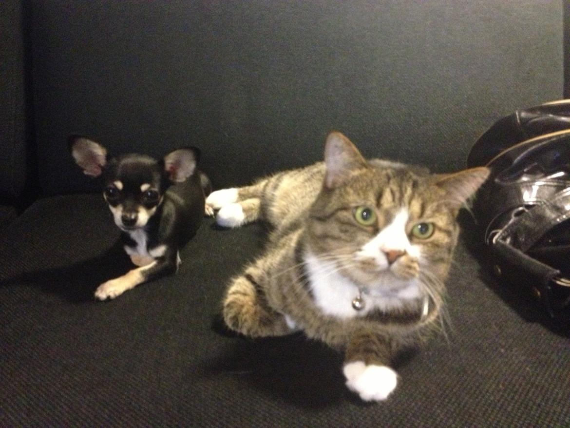 Chihuahua Sally billede 8