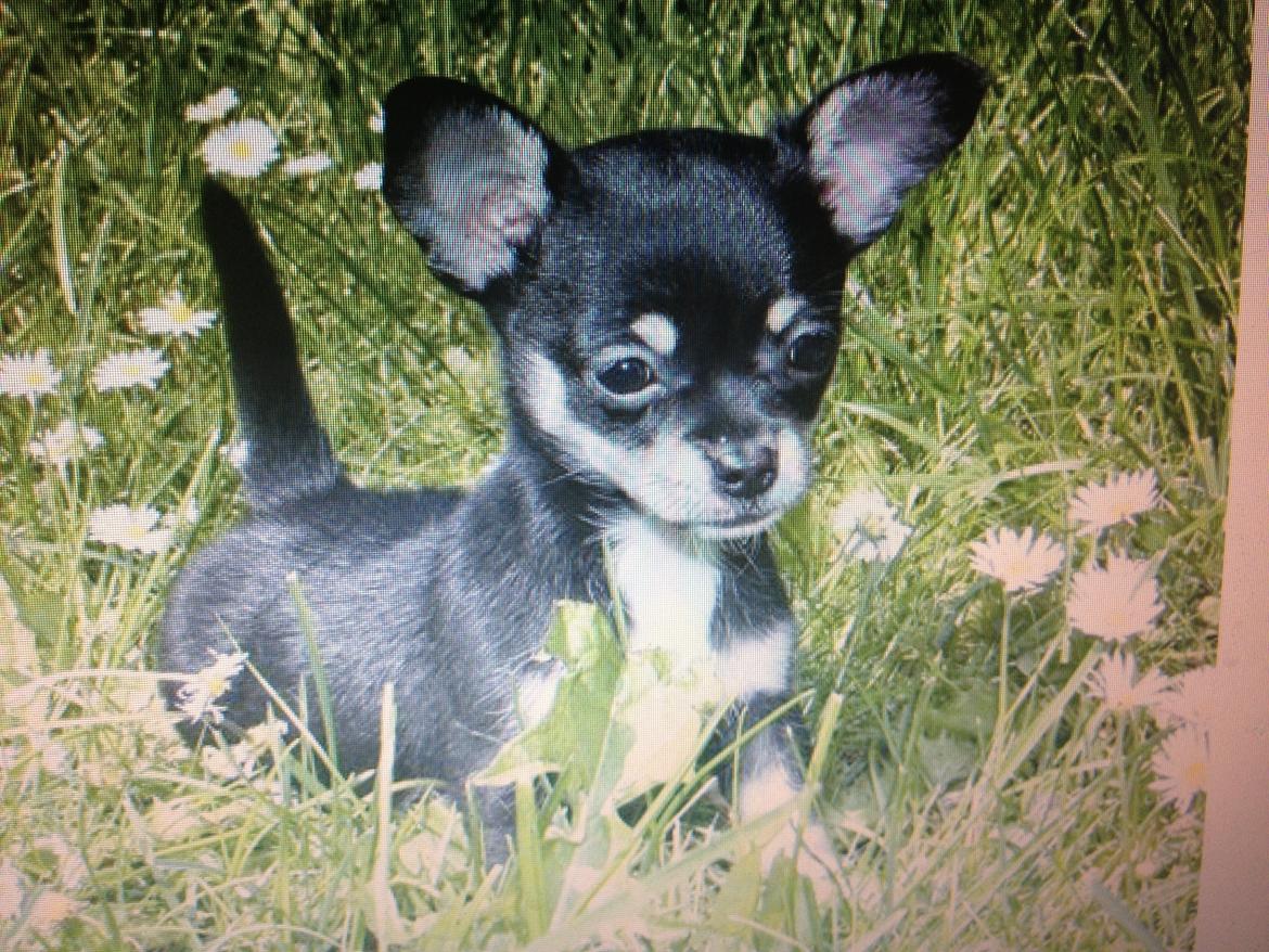 Chihuahua Sally billede 1