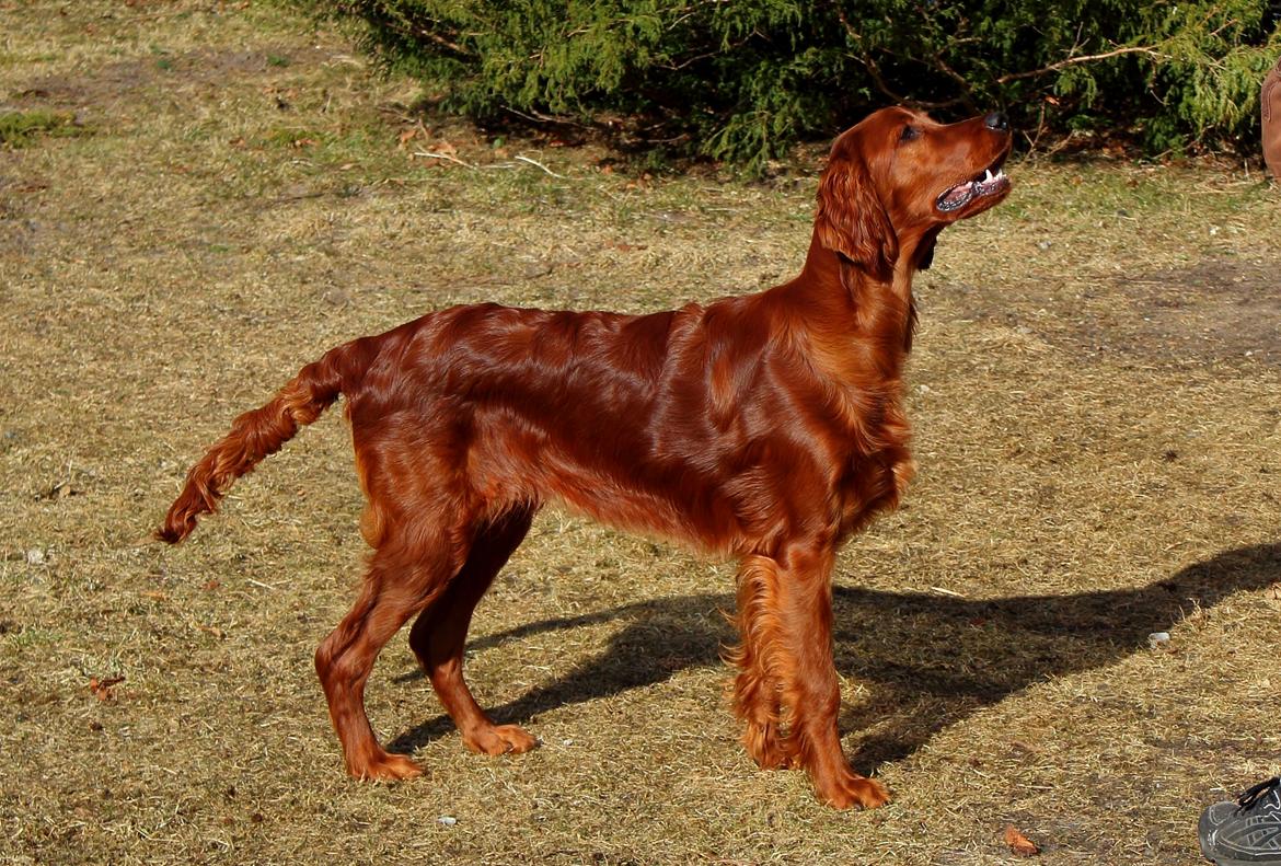 Irsk setter Cody R.F.S (run free sweetheart)  - Cody 7mdr billede 4