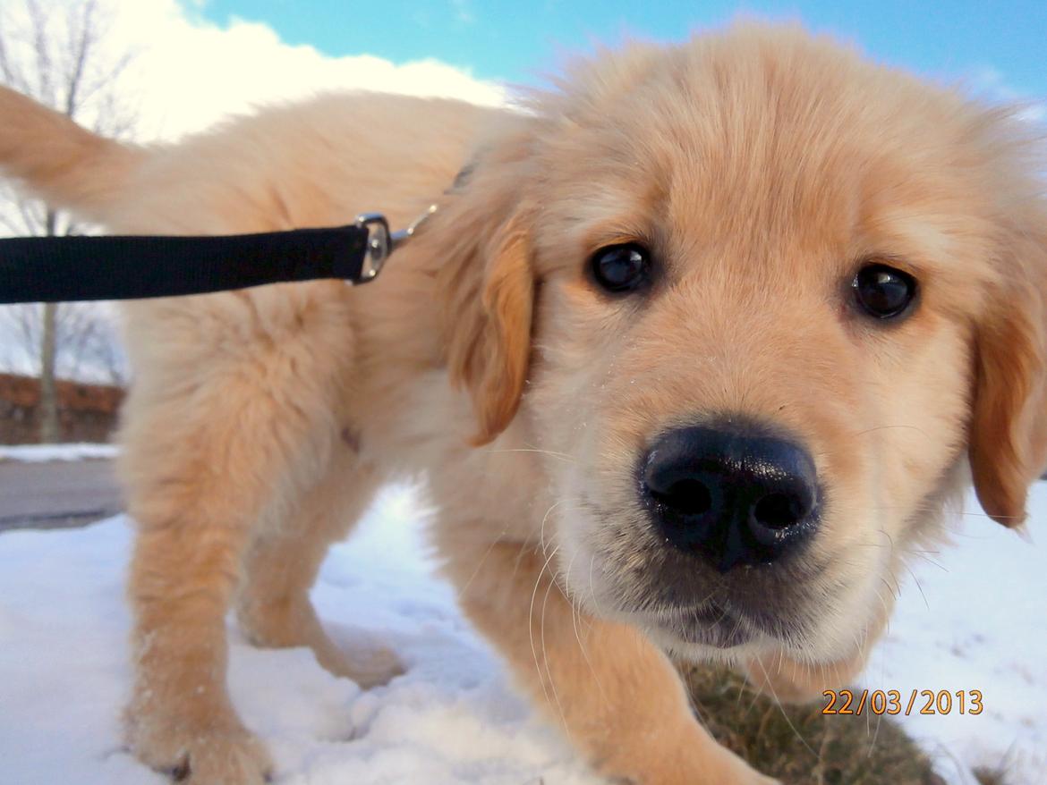 Golden retriever Buddy - Så er vi ude og "Prøver" at gå en tur :) han er ved at lære det billede 1