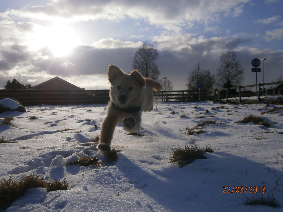 Golden retriever Buddy - Så er vi ude... går en tur men så tænkte jeg at jeg kunne slippe ham fri på en fold :P billede 6