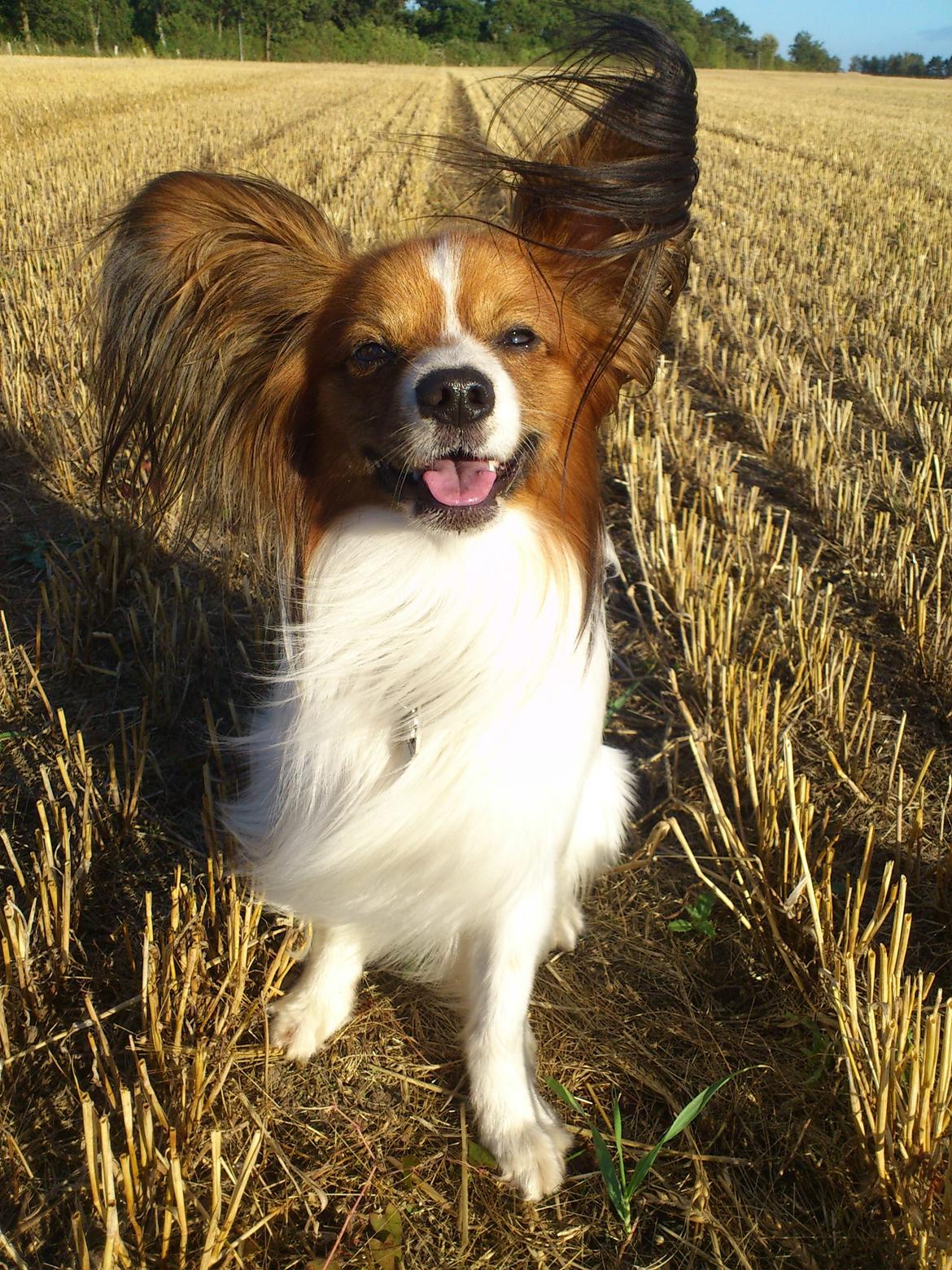 Papillon Gallinas Ninja (Liam) - Velkommen! billede 1