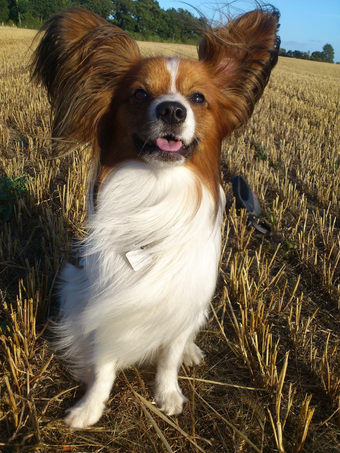 Papillon Gallinas Ninja (Liam) billede 19