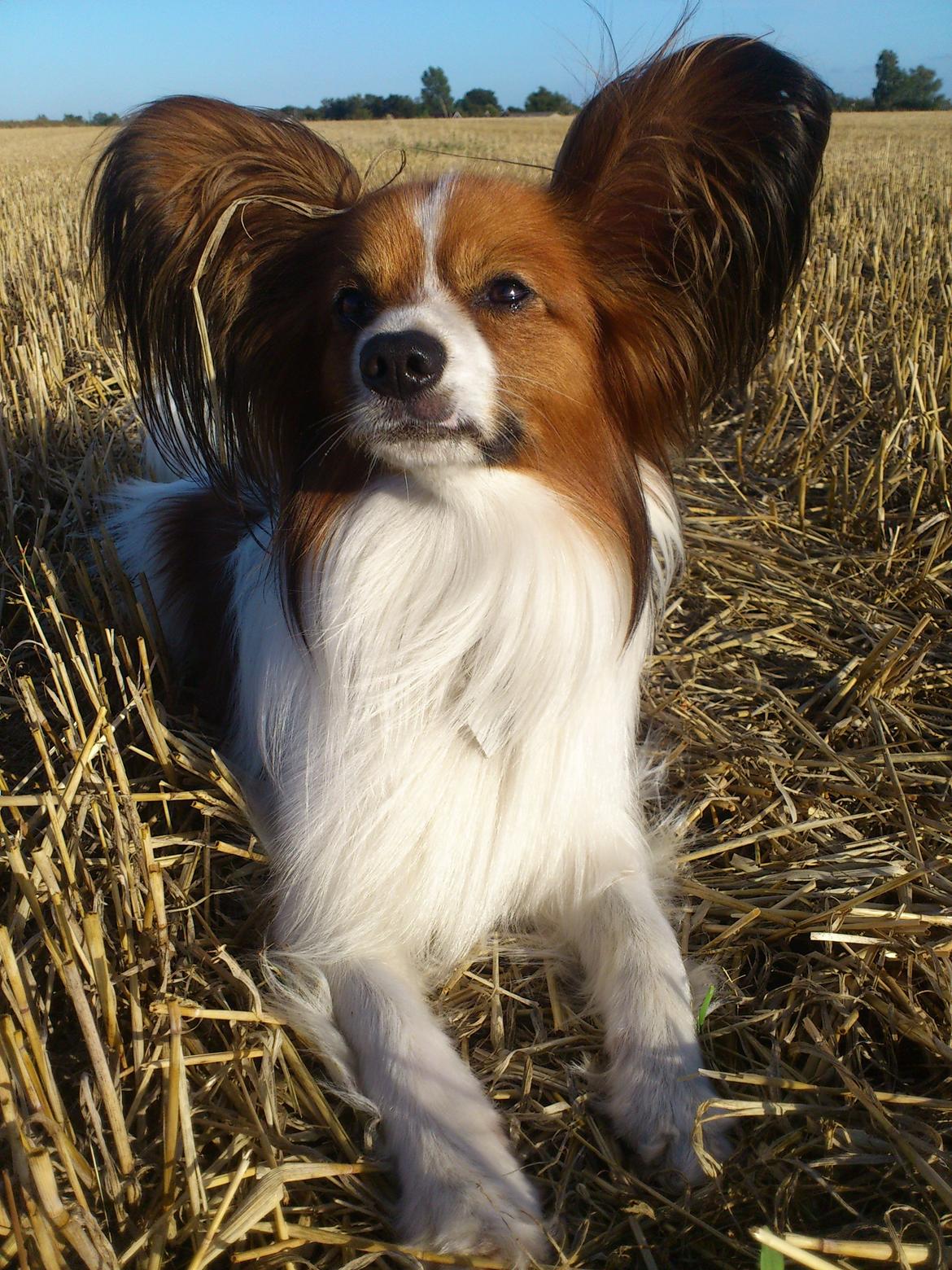 Papillon Gallinas Ninja (Liam) billede 20