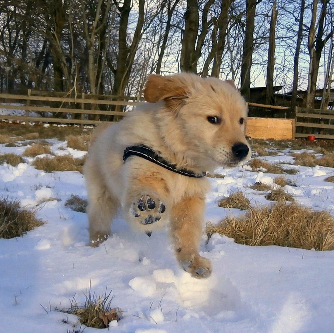 Golden retriever Buddy - High Five! billede 7