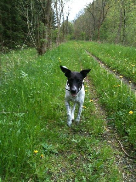 Dansk svensk gaardhund vilmer billede 13