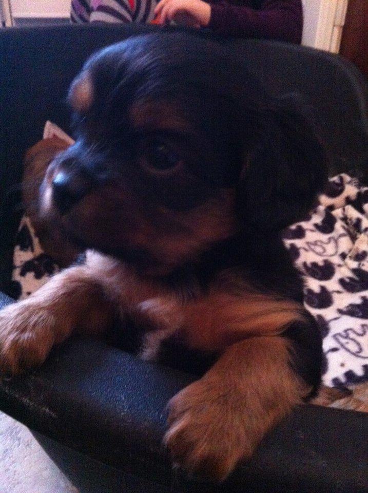 Blanding af racer Stella - Ude og besøge svesken
5 uger gammel billede 2