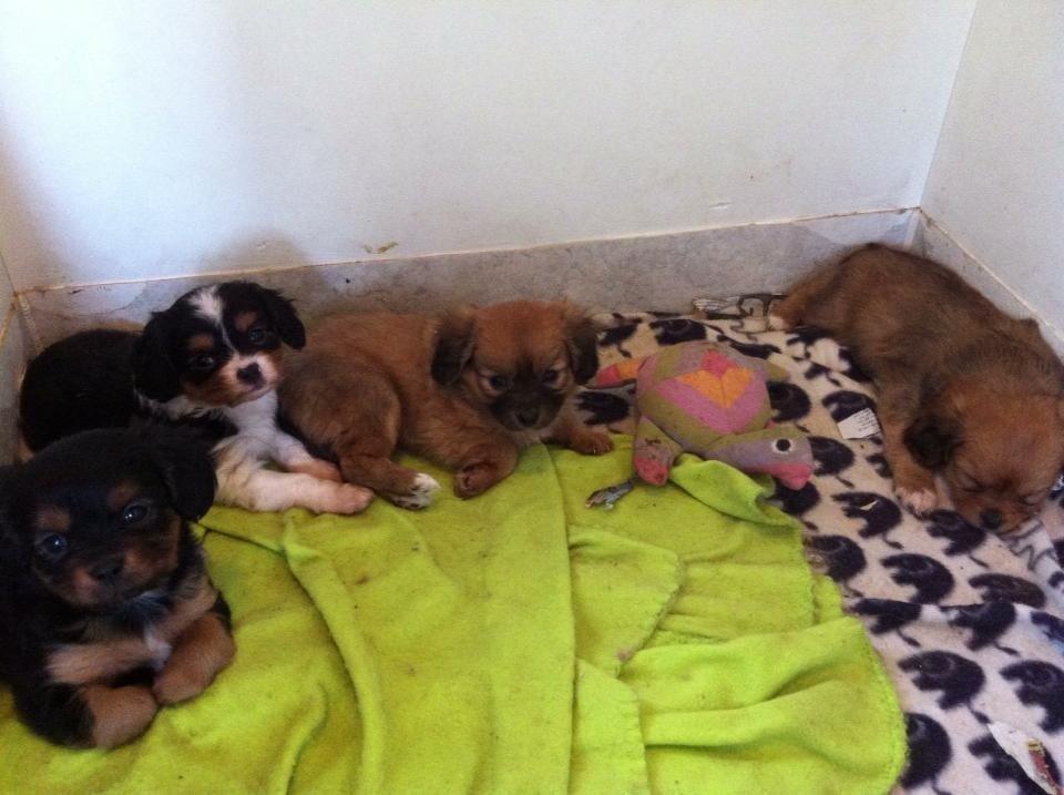 Blanding af racer Stella - Stella og hendes søskende
6 uger gamle billede 3