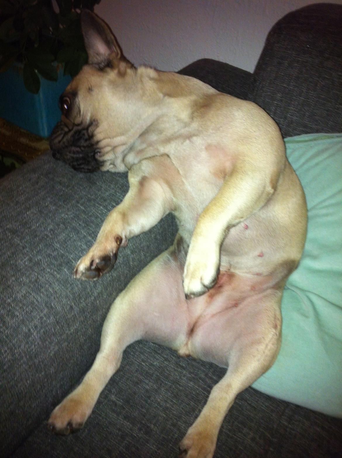 Fransk bulldog Celina Heavenly Misha - Det ser ikke rart ud?! :/ billede 18