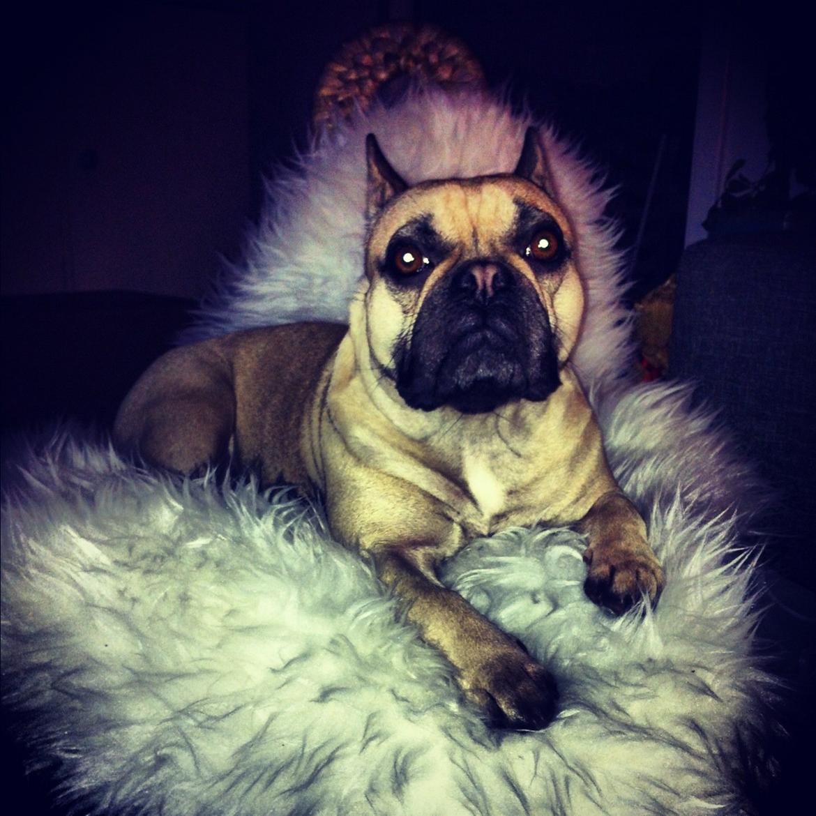 Fransk bulldog Celina Heavenly Misha - Misha på sin trone!  billede 1