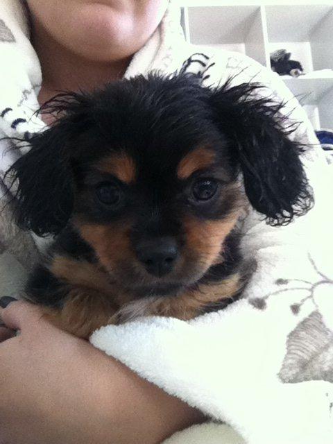 Blanding af racer Stella - Efter første bad
uden tvivl en vandhund :-) billede 4