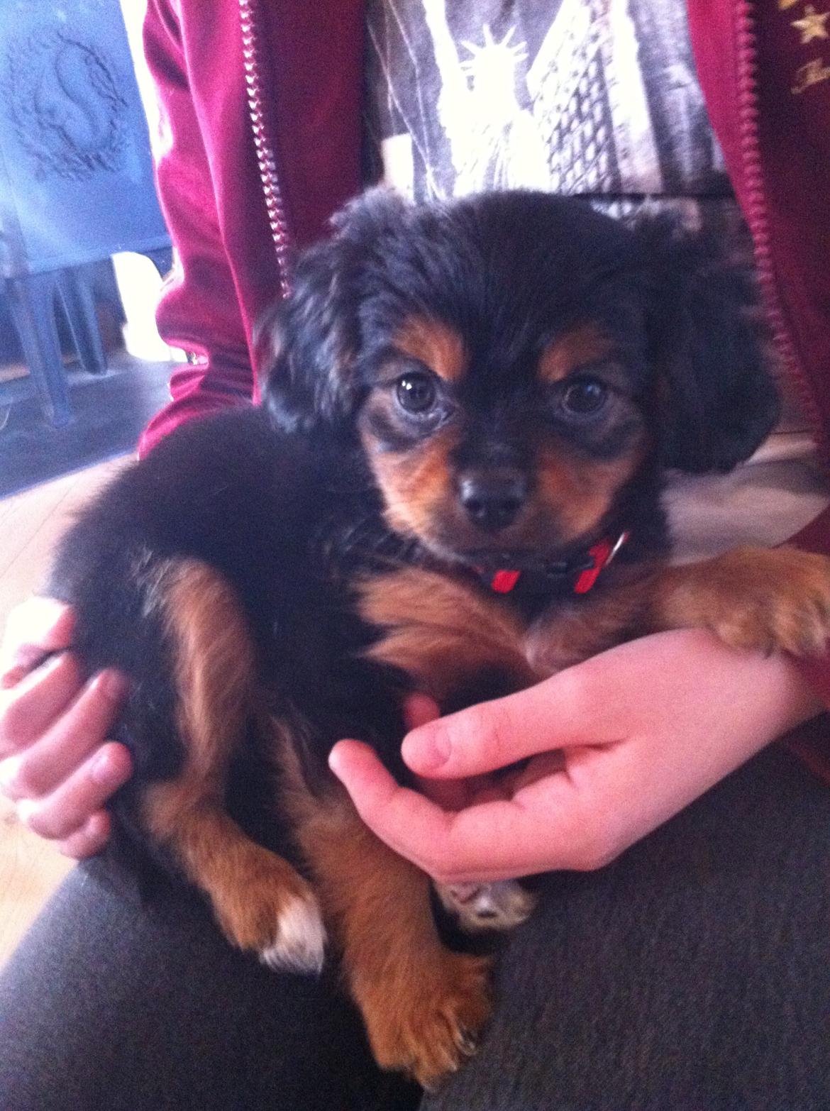 Blanding af racer Stella - 10 uger gammel  billede 5