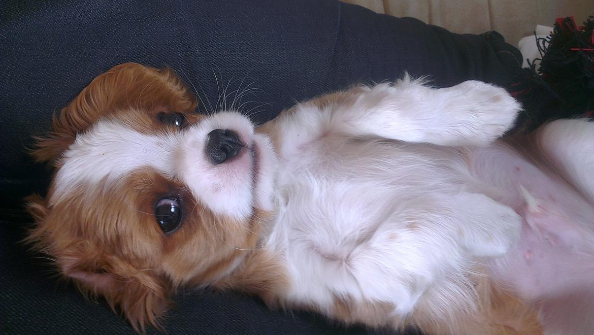 Cavalier king charles spaniel Luca (Timon's Fabulous Wolverine) - Så bliver det ikke mere nuttet! 9 uger gammel. billede 1