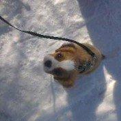 Cavalier king charles spaniel Luca (Timon's Fabulous Wolverine) - Det her er HUNDEkoldt, altså! billede 2