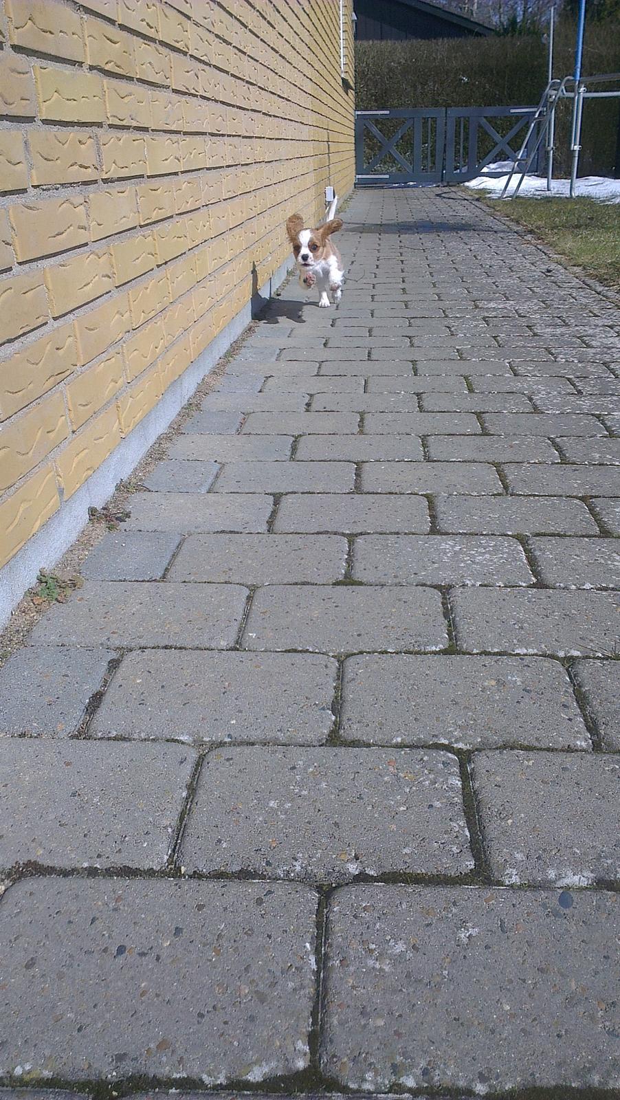 Cavalier king charles spaniel Luca (Timon's Fabulous Wolverine) - Wuuhuu! Forårsvejr! billede 3