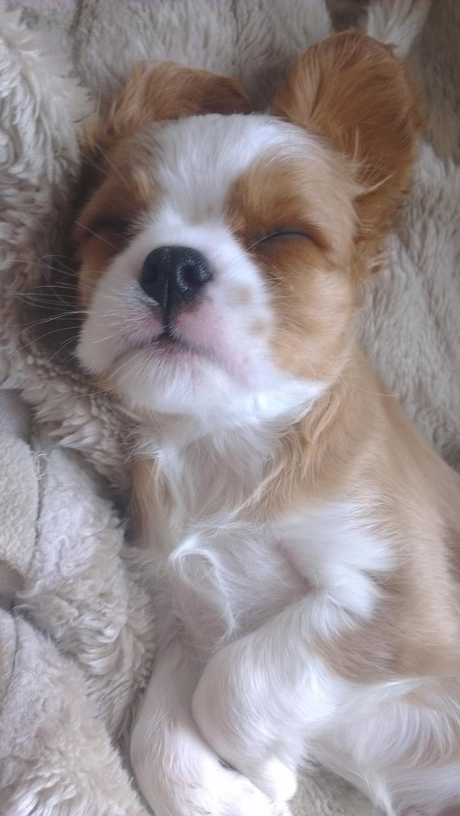 Cavalier king charles spaniel Luca (Timon's Fabulous Wolverine) - Zzzzzzz.... billede 4