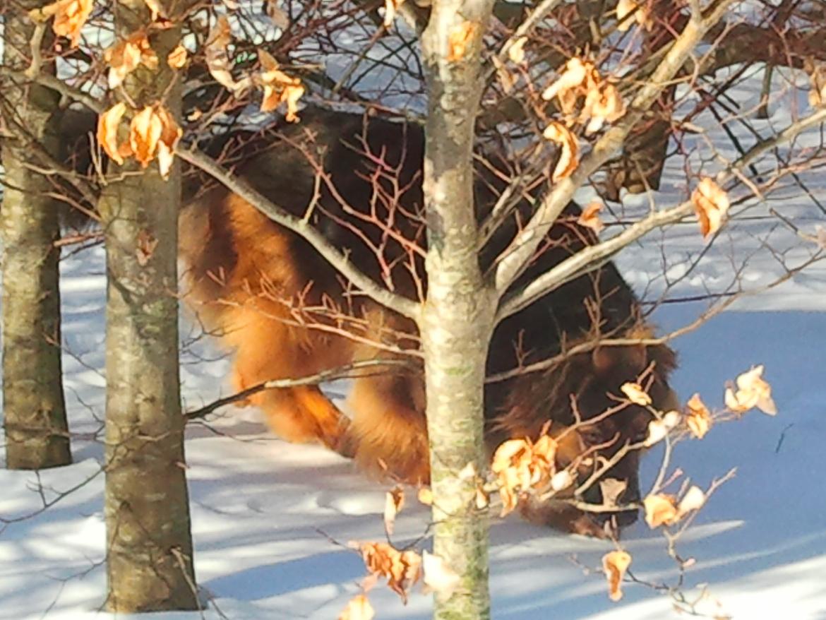 Blanding af racer Valter - Valter på skovtur :-) billede 5