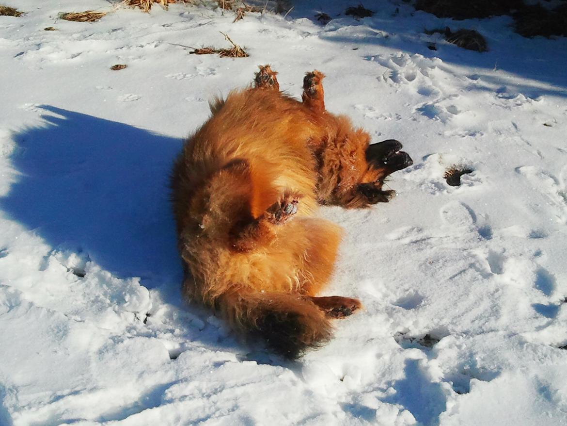 Blanding af racer Valter - En hund, der elsker sneen :-) billede 6