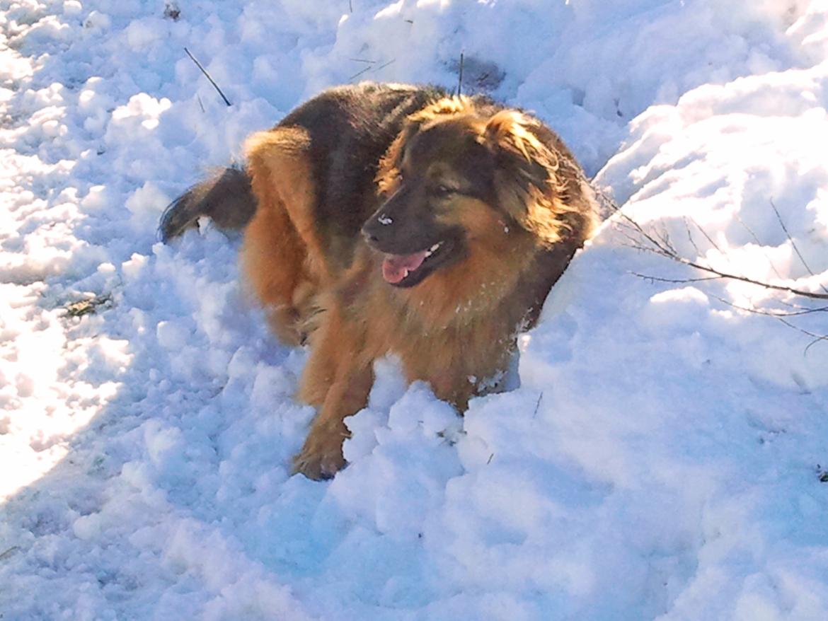 Blanding af racer Valter - En 'afkøler' i sneen :-) billede 9