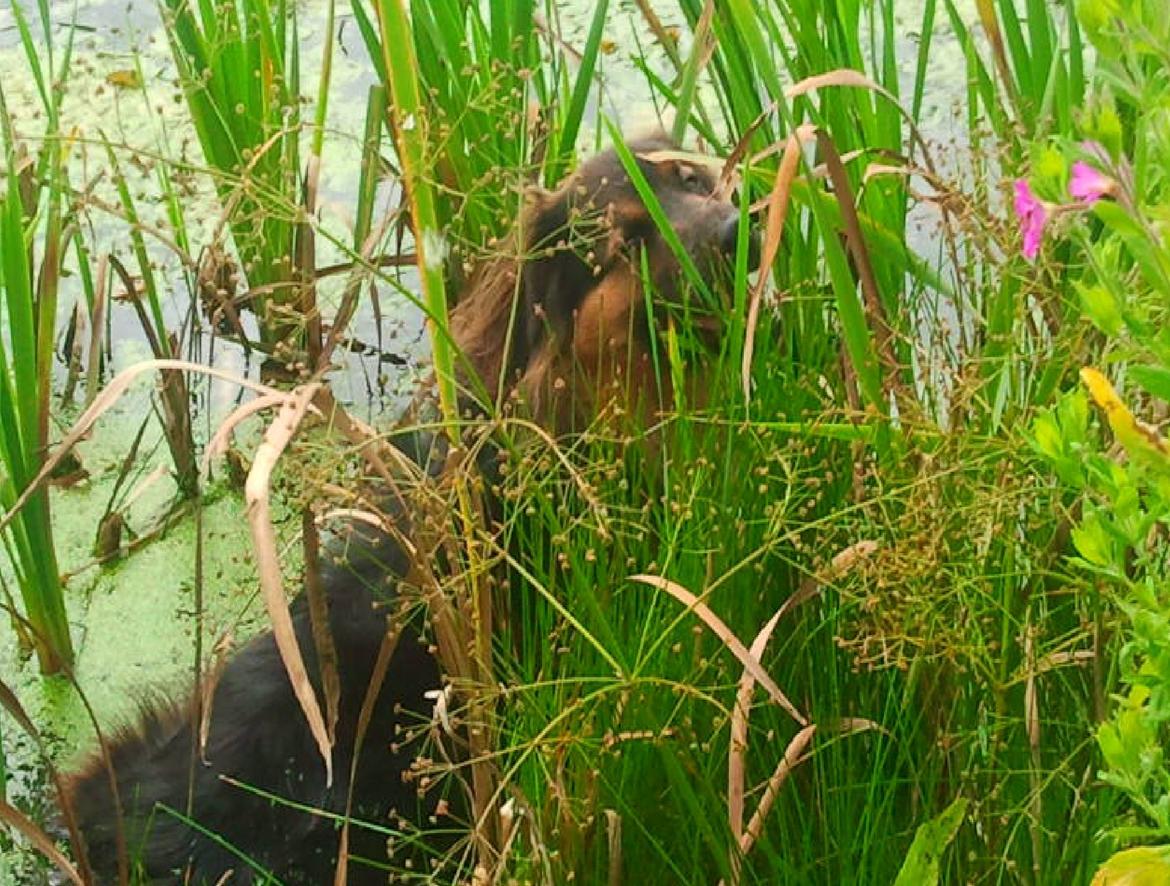 Blanding af racer Valter - Vandet er nu heller ikke så skidt :-) billede 7