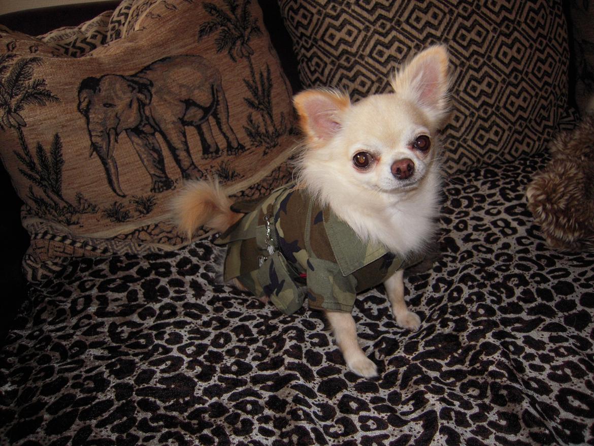 Chihuahua Kylie Chihuahuastar’s (Nika) billede 5