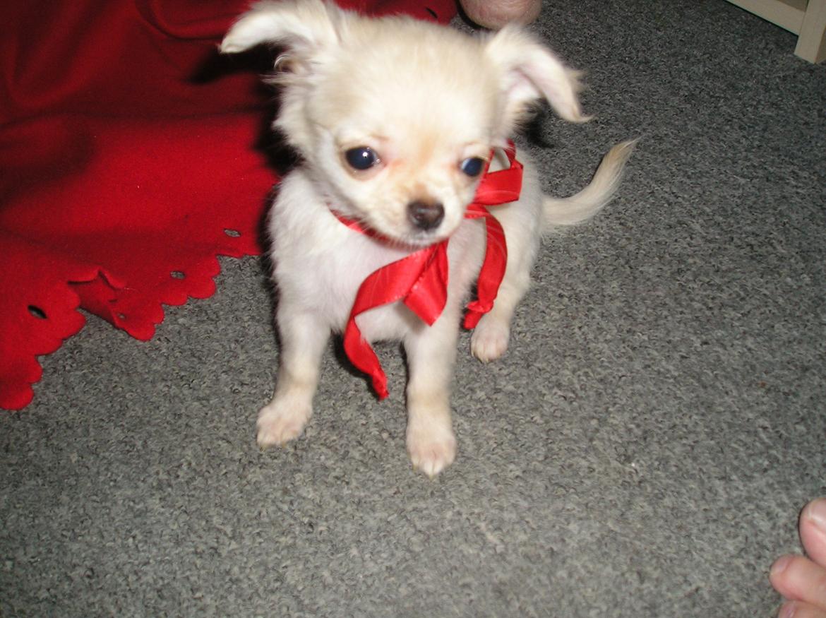 Chihuahua Kylie Chihuahuastar’s (Nika) billede 6