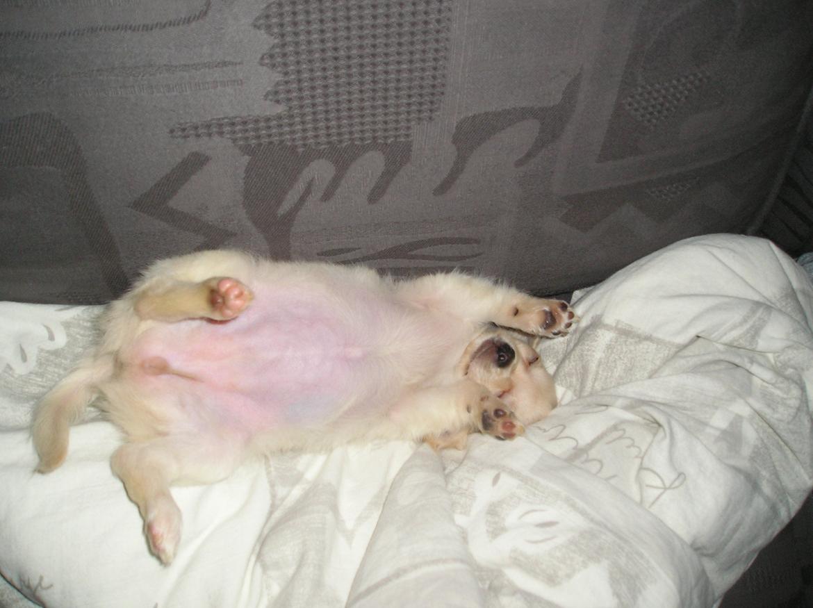 Chihuahua Kylie Chihuahuastar’s (Nika) billede 3