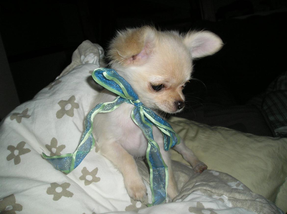 Chihuahua Kylie Chihuahuastar’s (Nika) billede 7