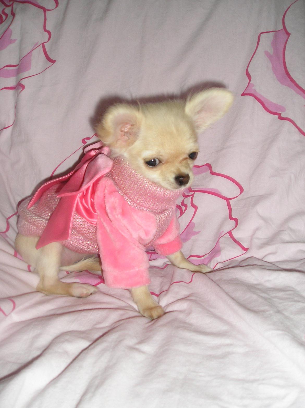 Chihuahua Kylie Chihuahuastar’s (Nika) billede 4