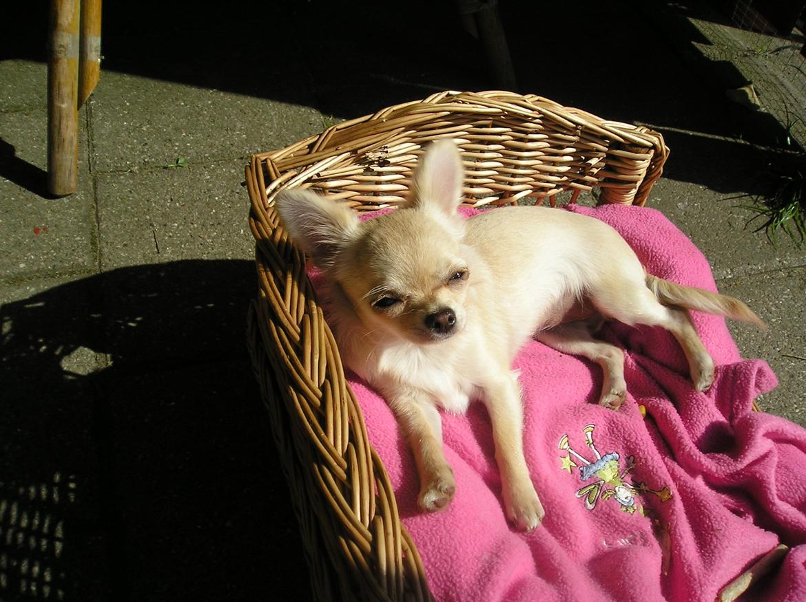 Chihuahua Kylie Chihuahuastar’s (Nika) billede 8