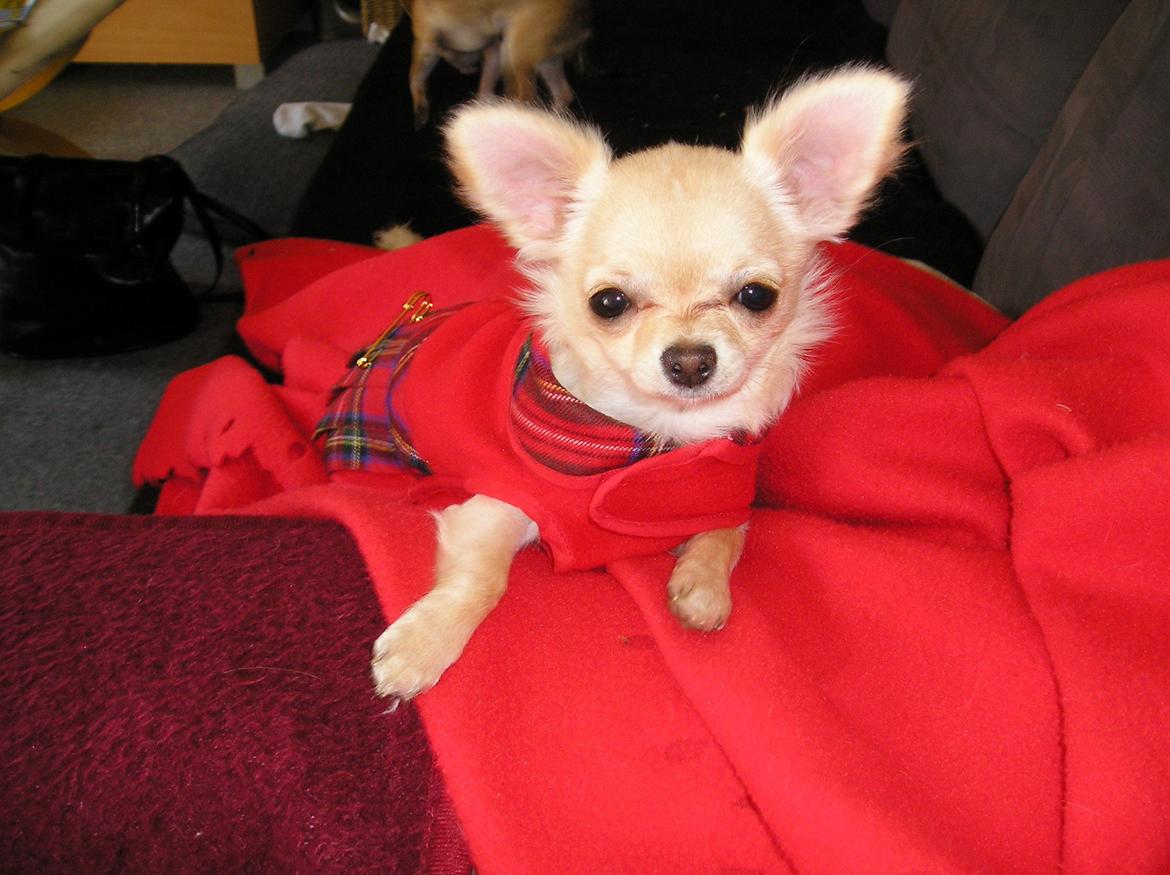 Chihuahua Kylie Chihuahuastar’s (Nika) billede 2