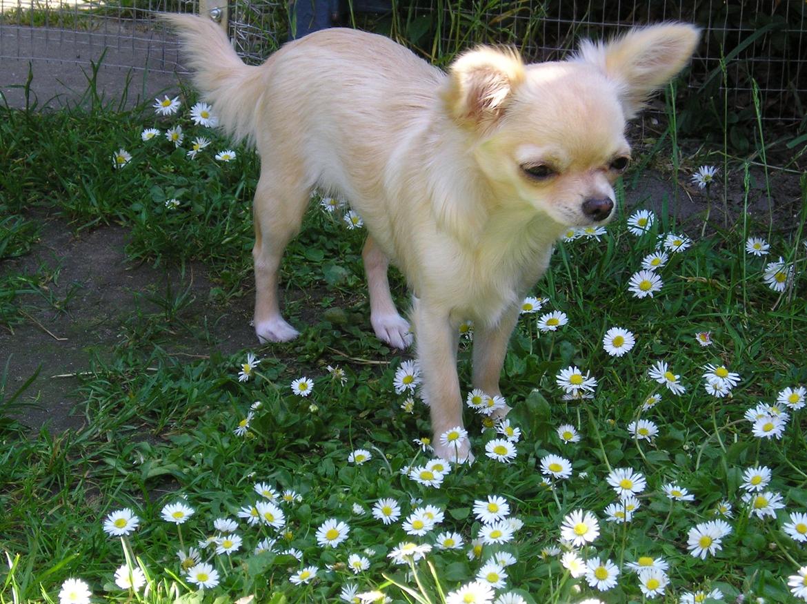 Chihuahua Kylie Chihuahuastar’s (Nika) billede 9