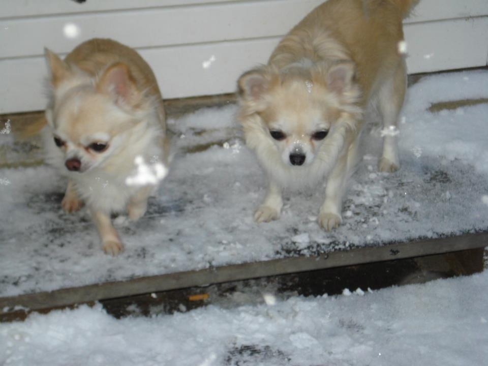 Chihuahua Kylie Chihuahuastar’s (Nika) - Nika og hendes 4 årige datter Shanti. billede 10