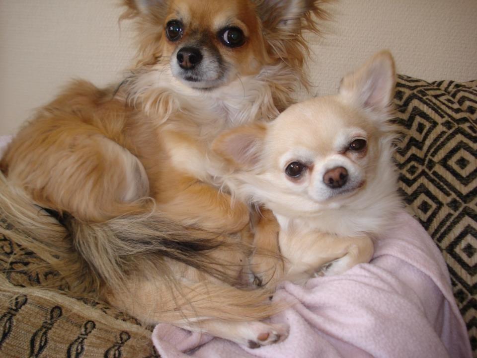 Chihuahua Kylie Chihuahuastar’s (Nika) - Nika og hendes kæreste Meeko. billede 11