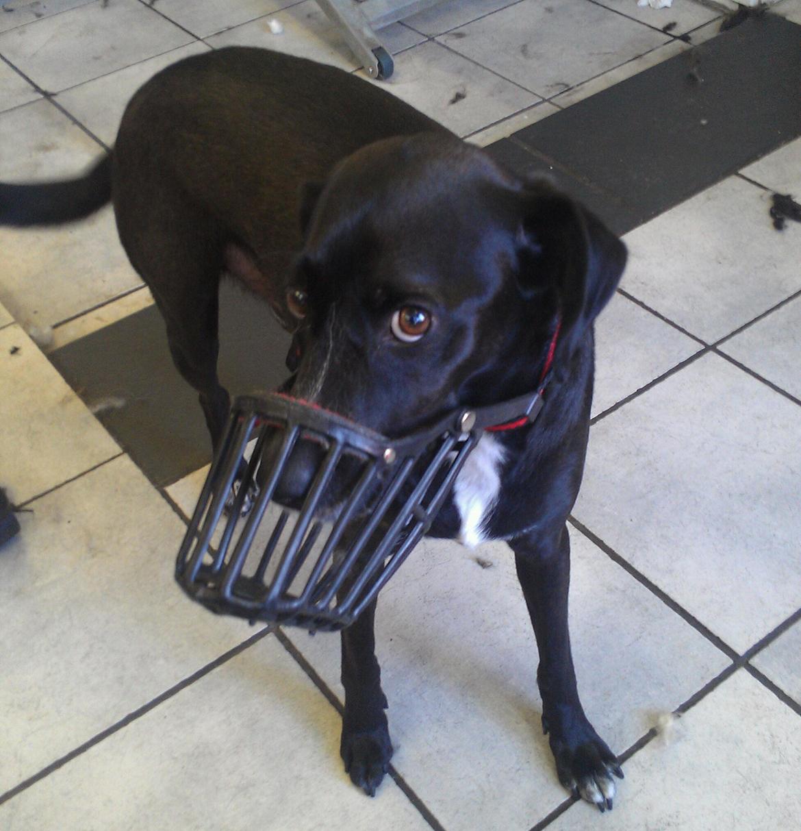 Blanding af racer Lucas - Farlig dræber hund! :O :p billede 16