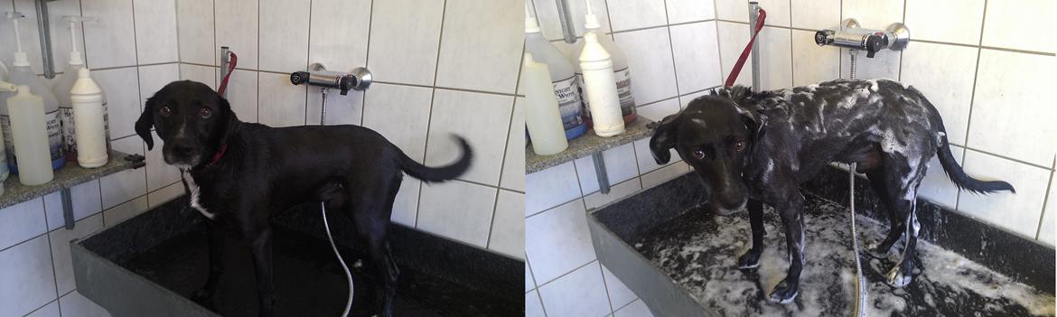 Blanding af racer Lucas - Det er hårdt at ens mor er hundefrisør :( :p billede 17